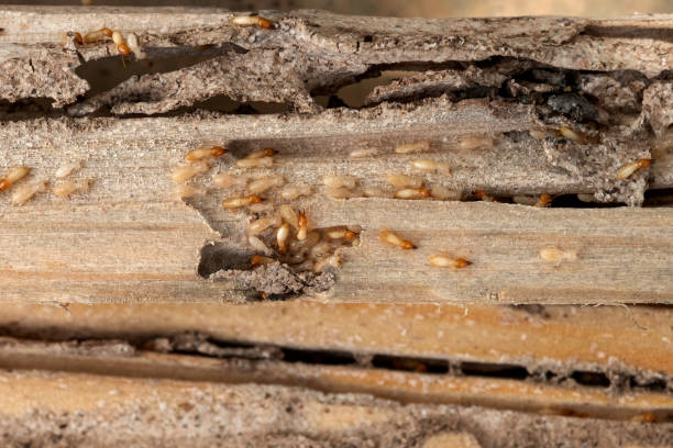 Best Wasp Removal Services  in Dodge City, KS