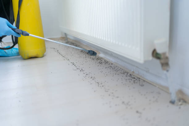 Best Ant Control Services  in Dodge City, KS